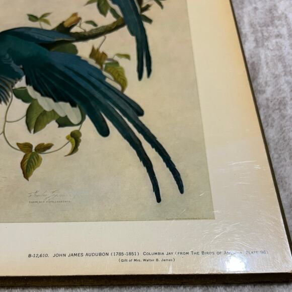 John James Audubon 1785-1851 Columbia Jay From The Birds of America Plate 96 - Picture 4 of 11